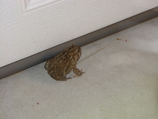 Another Toad, with photos and measurements