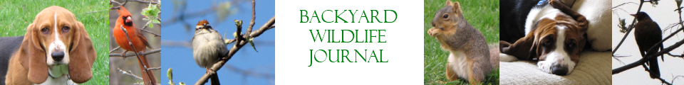 Backyard Wildlife Journal