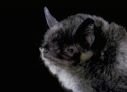 Passing Along Information About Bat Conservation International ...
