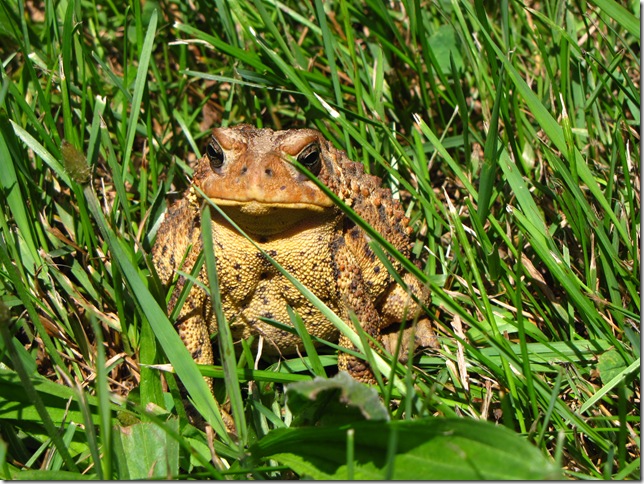 Great Mid Day Toad Photos