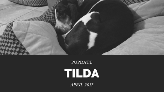 April 2017 PupDate – Tilda