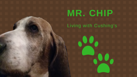 Mr. Chip – Living with Cushing’s