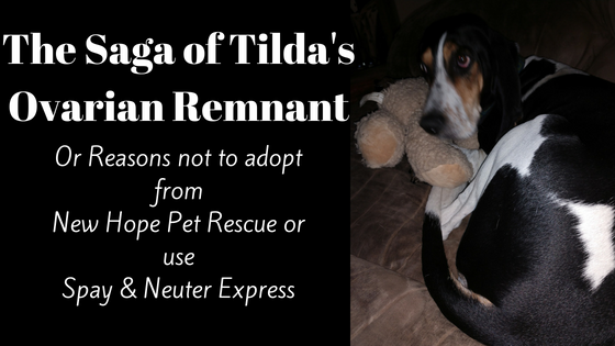 Tilda – The saga of the ovarian remnant