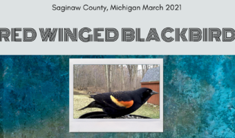 Red Winged Blackbird Species Video Opener