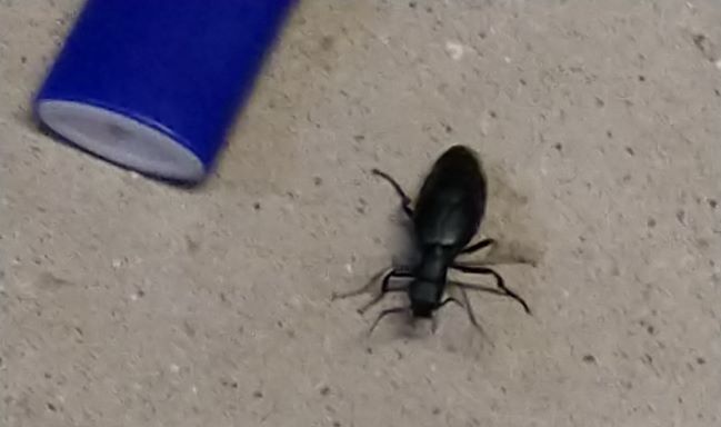 Help Identify this beetle?