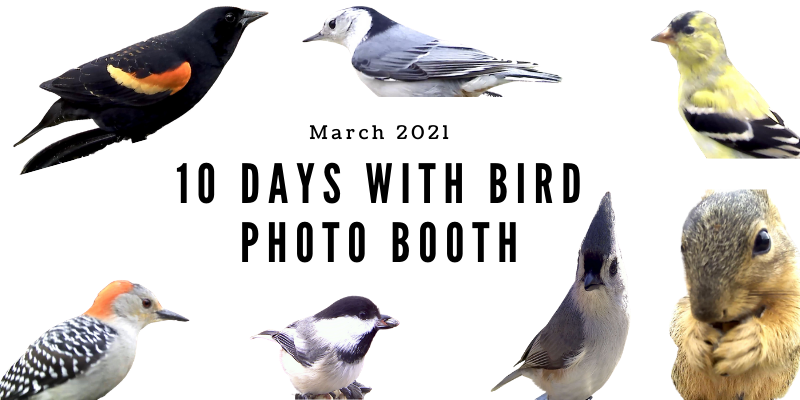 10 Days of Bird Photo Booth Trials