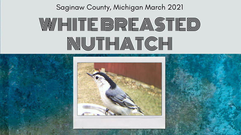 White Breasted Nuthatch – Feeder Video