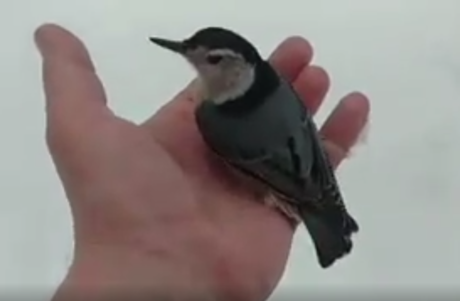 Saving a White Breasted Nuthatch