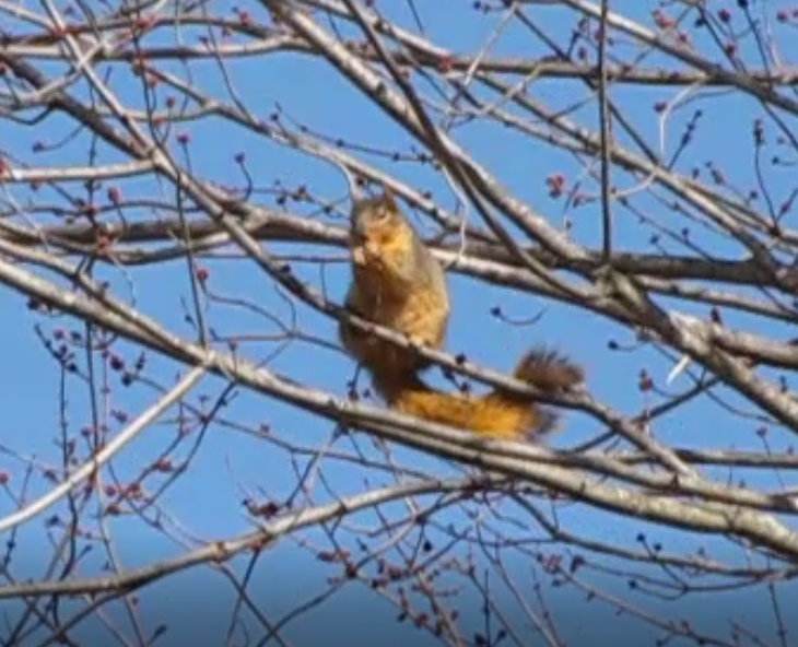 Squirrel eating buds from maple tree