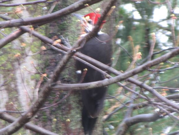 Pileated Woodpecker – First Pics!