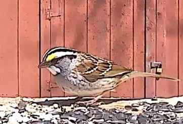 New Sighting – White Throated Sparrow
