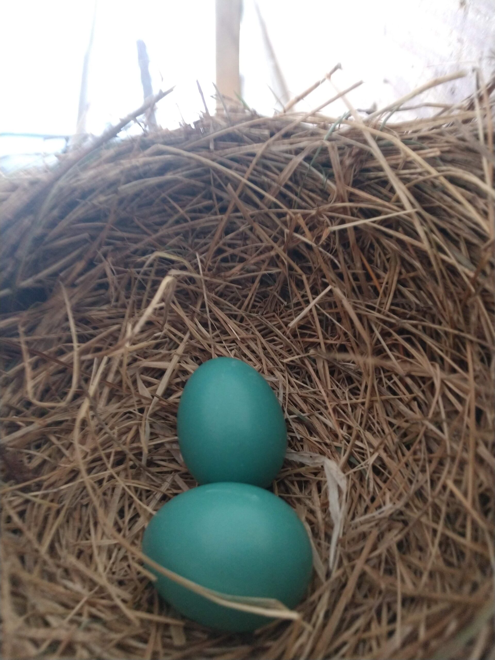 2 Eggs in a Robin Nest
