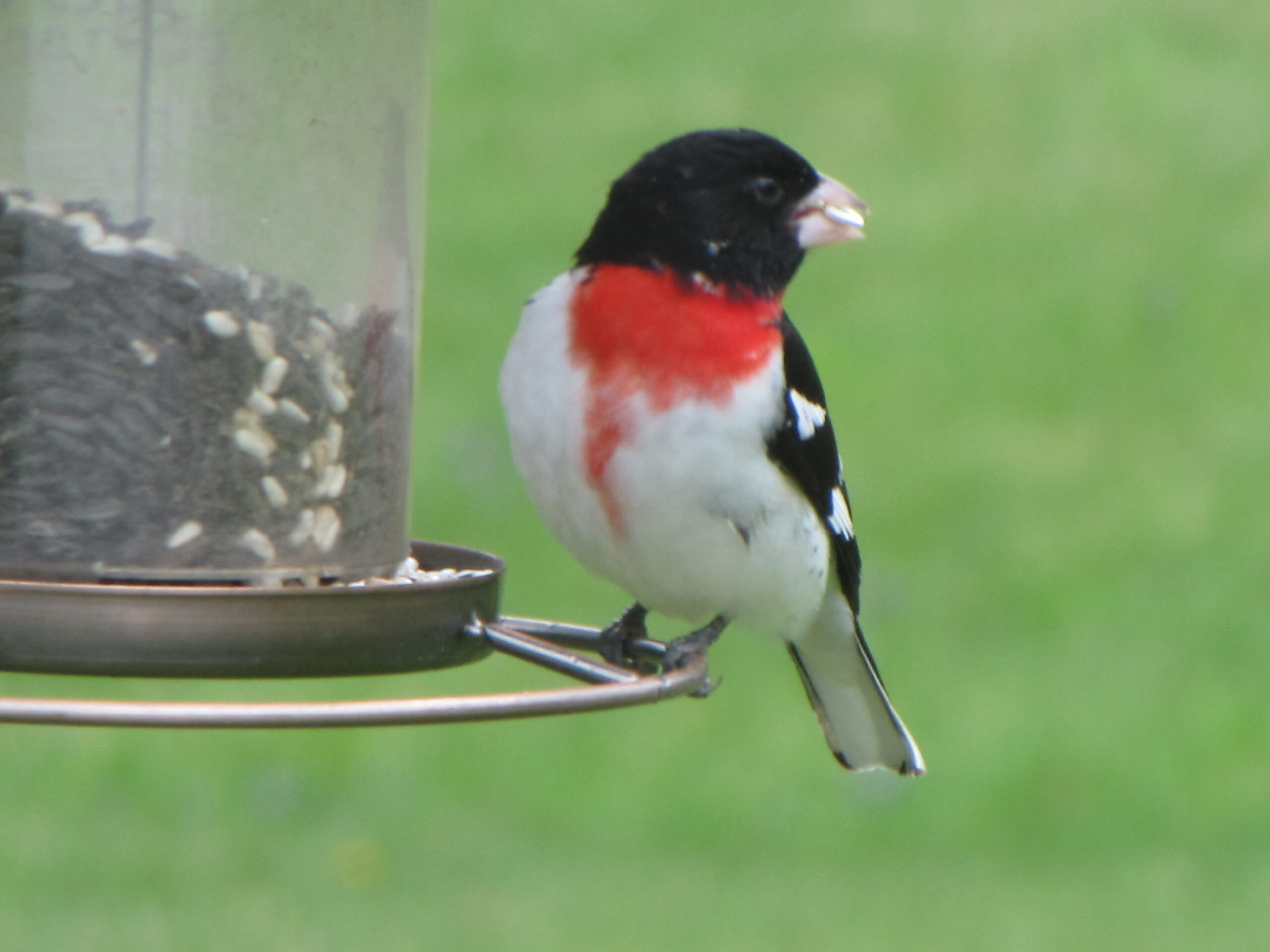 Rose Breasted Grosbeak takes a seed from the feeder