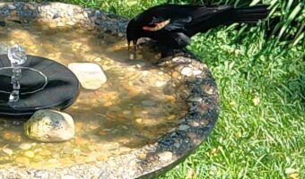 Red Winged blackbird on bird bath