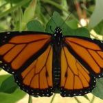 Monarch Butterfly Newly Emerged