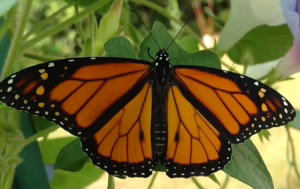 Read all about the monarch butterfly population in our backyard