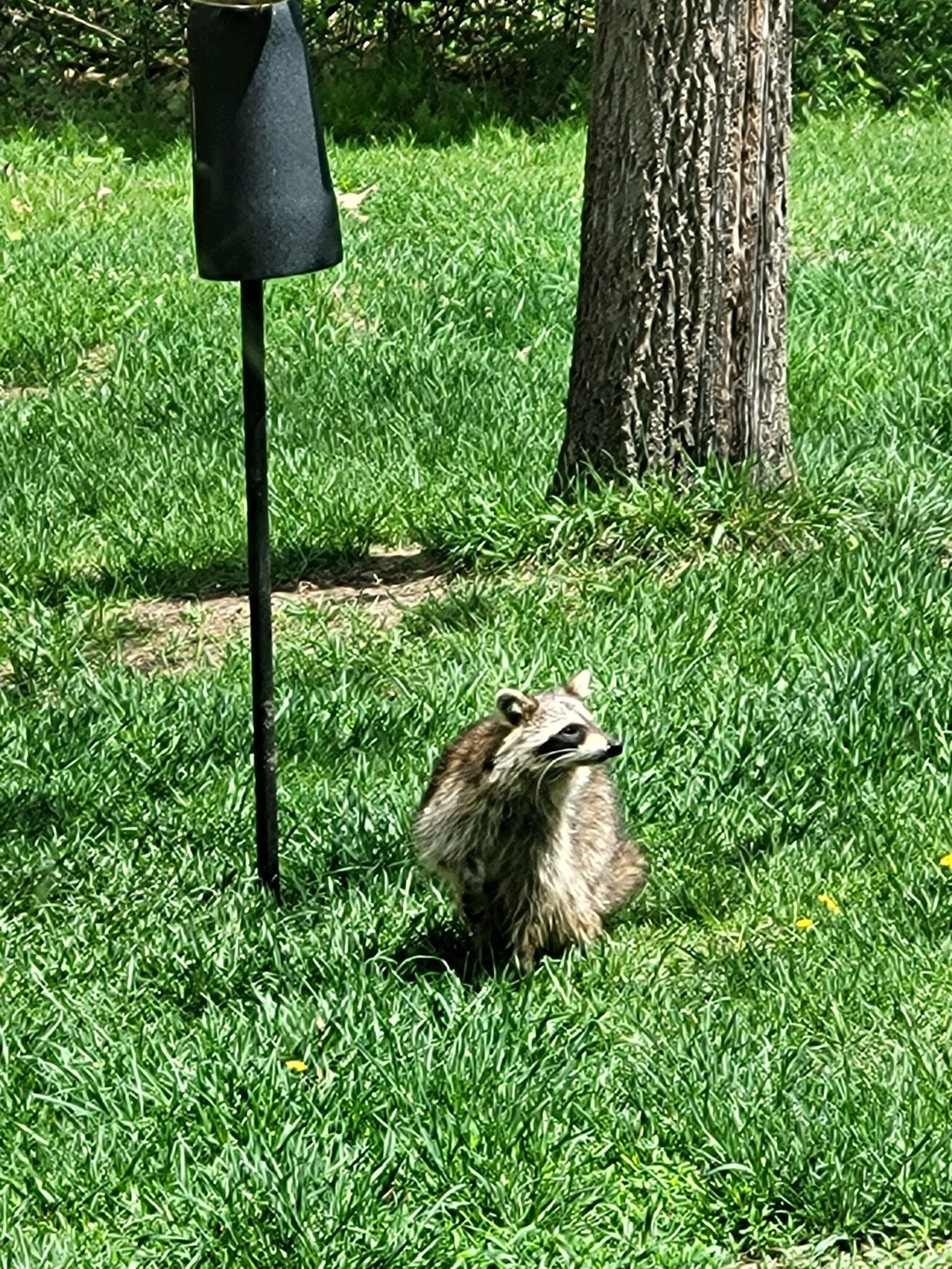 Daytime Raccoon Visitor
