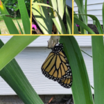 Sucessful Monarch Butterfly sequence