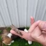 Insect on a hand