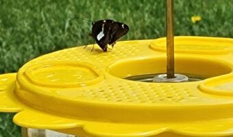 Butterfly on nectar feeder