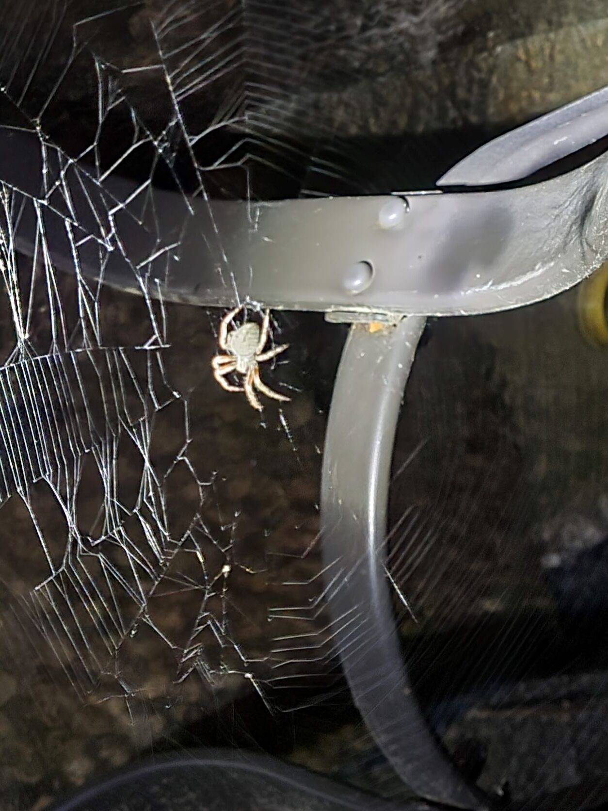Spider – Possibly a Cross Orb Weaver?