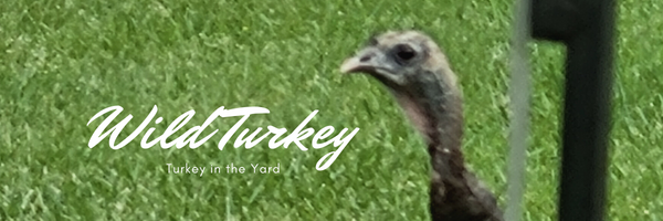 Wild Turkey Visits
