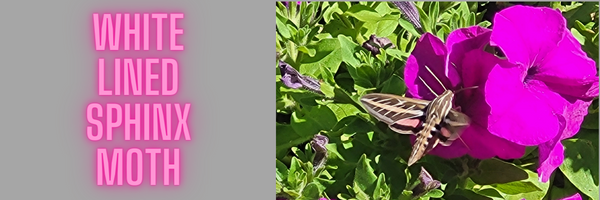 White Lined Sphinx Moth! First Sighting!