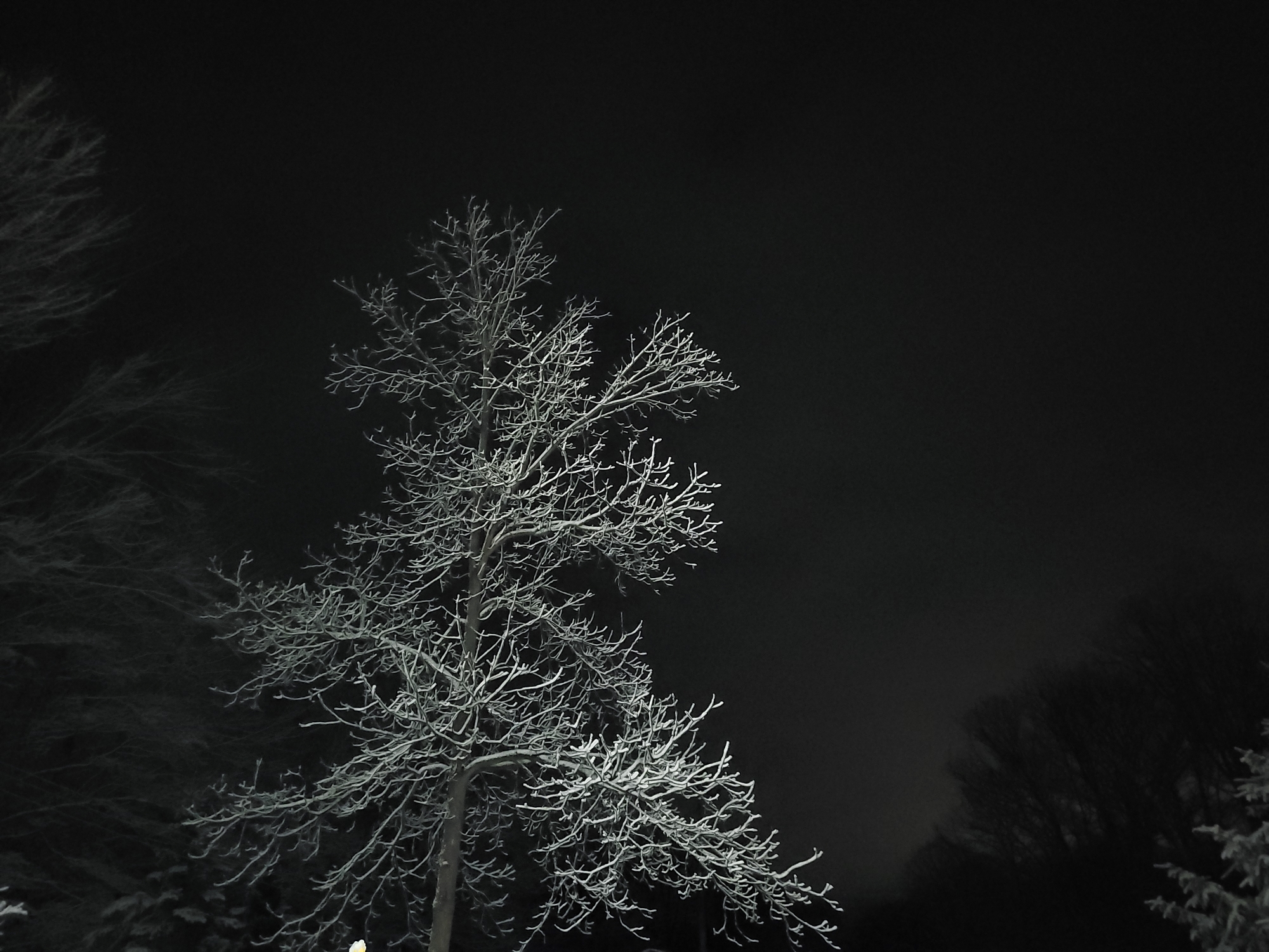 Walnut Tree In Moonlight – Art Photography