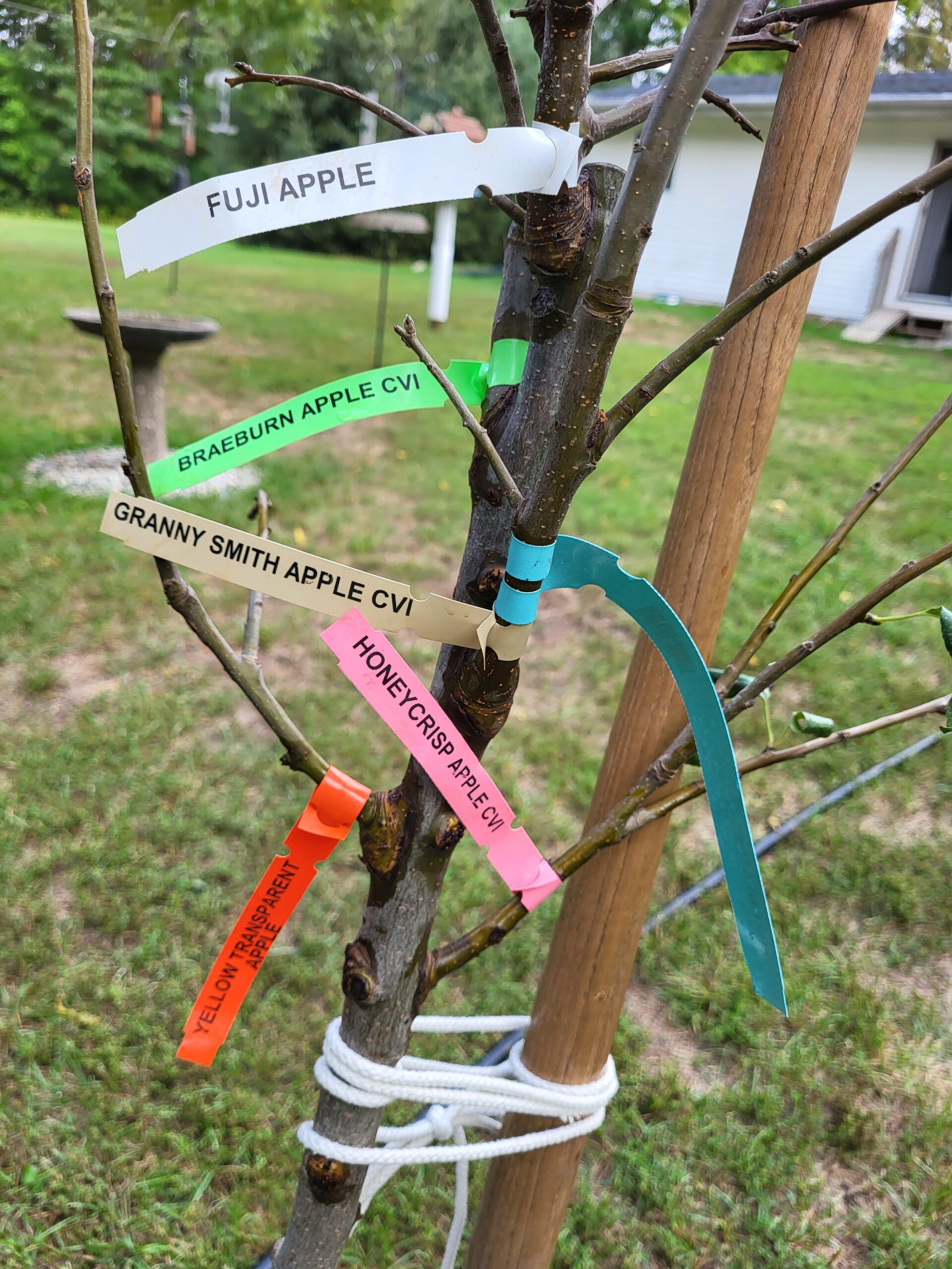 New Apple Tree! — Michigan Backyard Journal