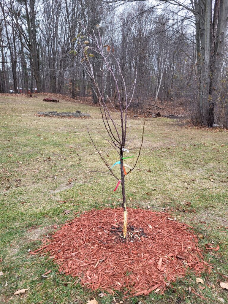 Apple Tree Damaged by Rabbits! — Michigan Backyard Journal