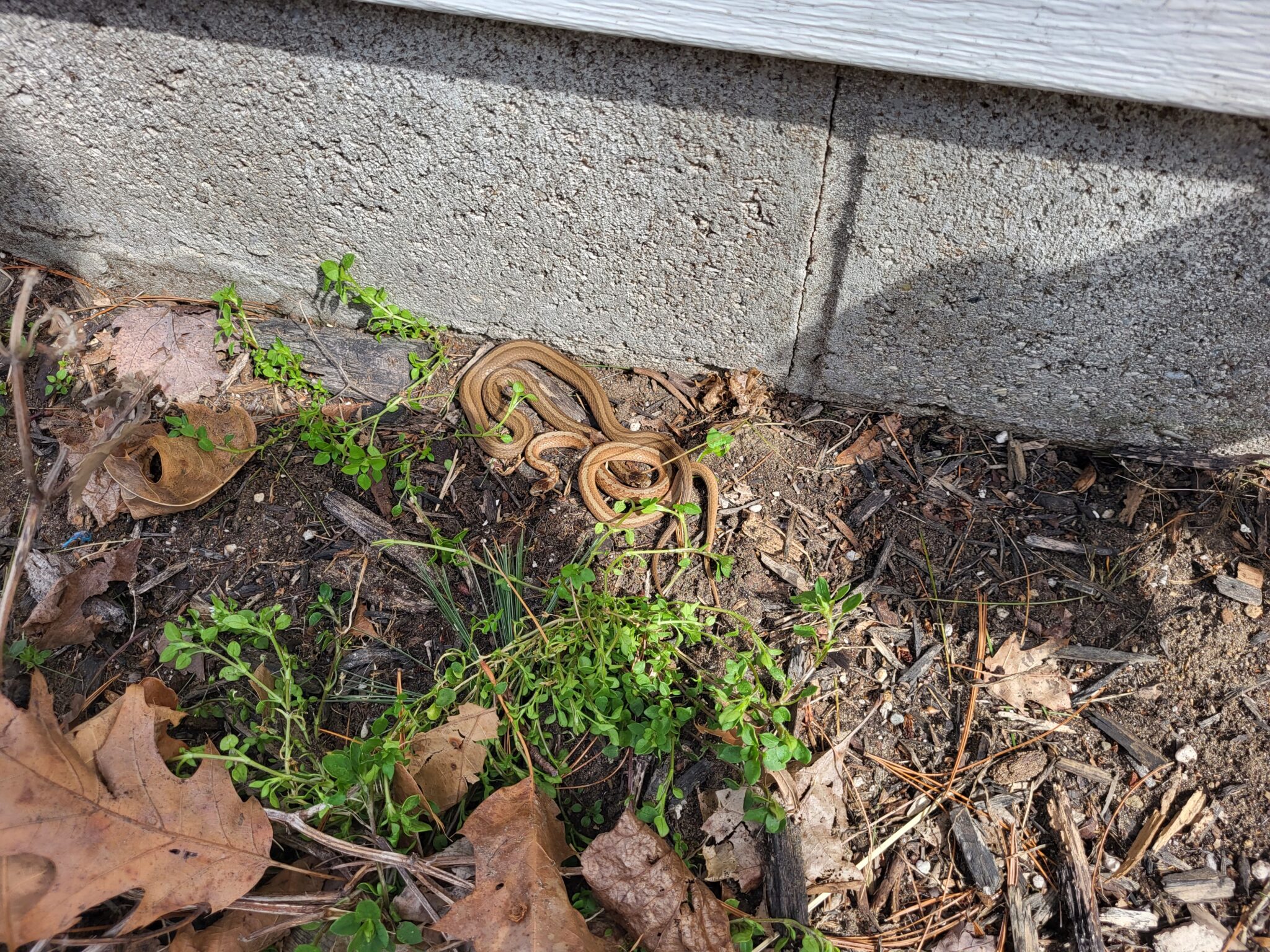 Eastern Garter & DeKay’s Brown Snakes are out