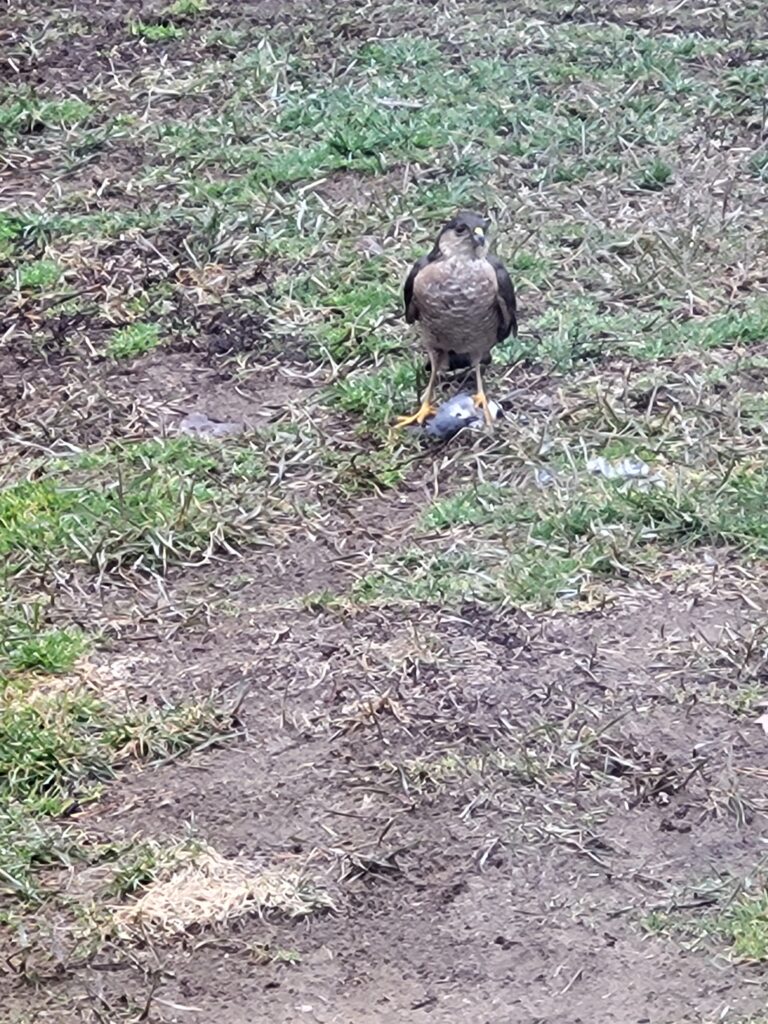 Sharp Shinned Hawk catches Tufted Titmouse