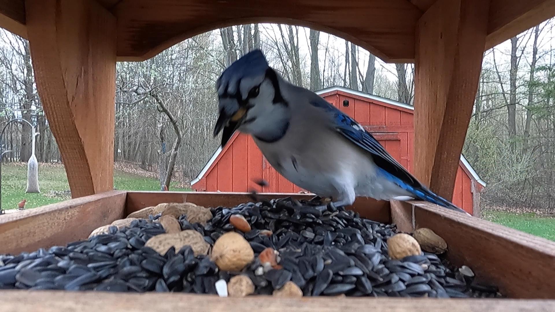 Blue Jays load up on peanuts before the storm