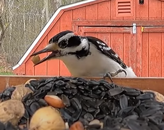 Curious Downy Woodpecker chooses a suet nugget