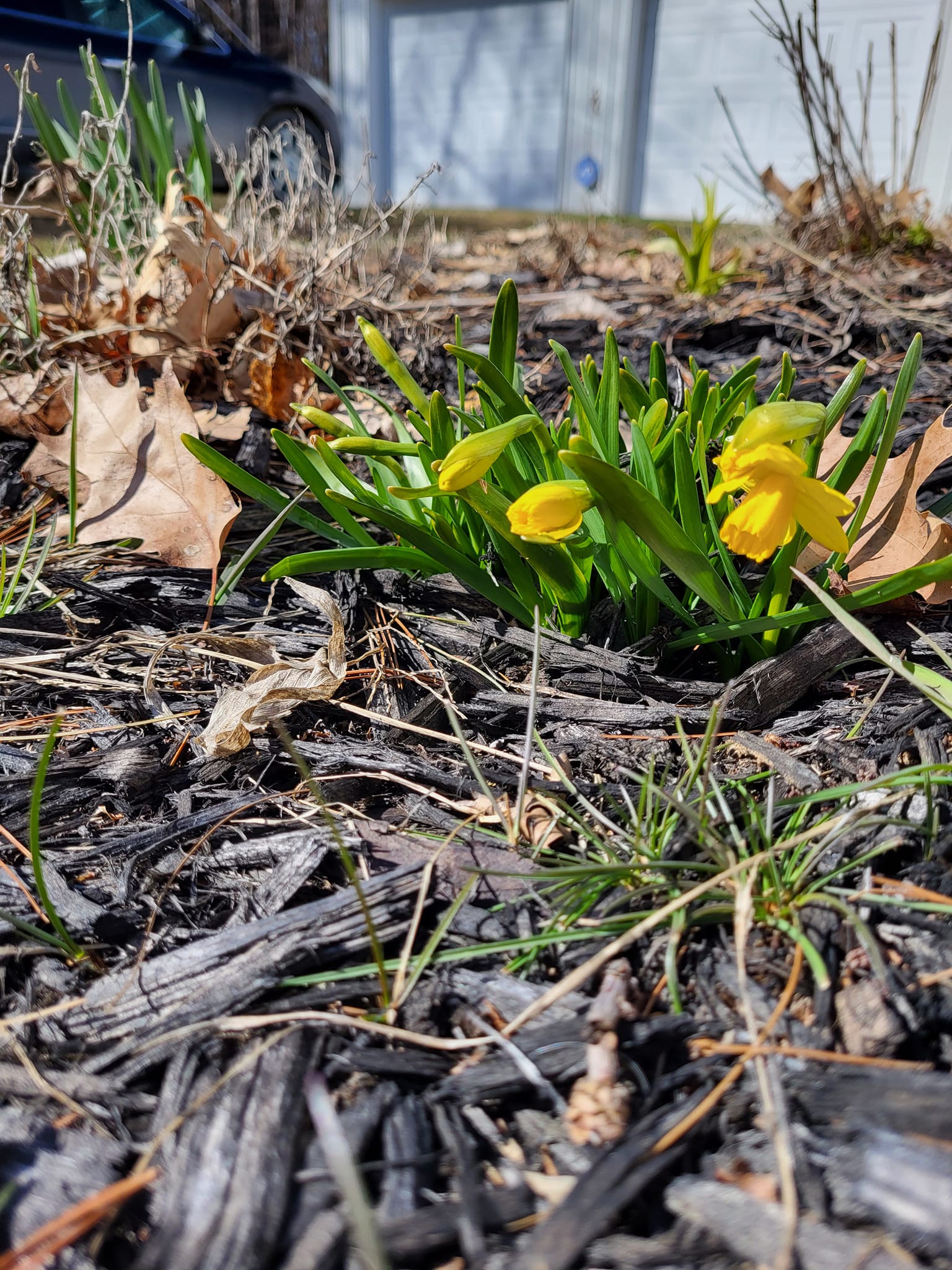 Spring Sighting – First Blooms!