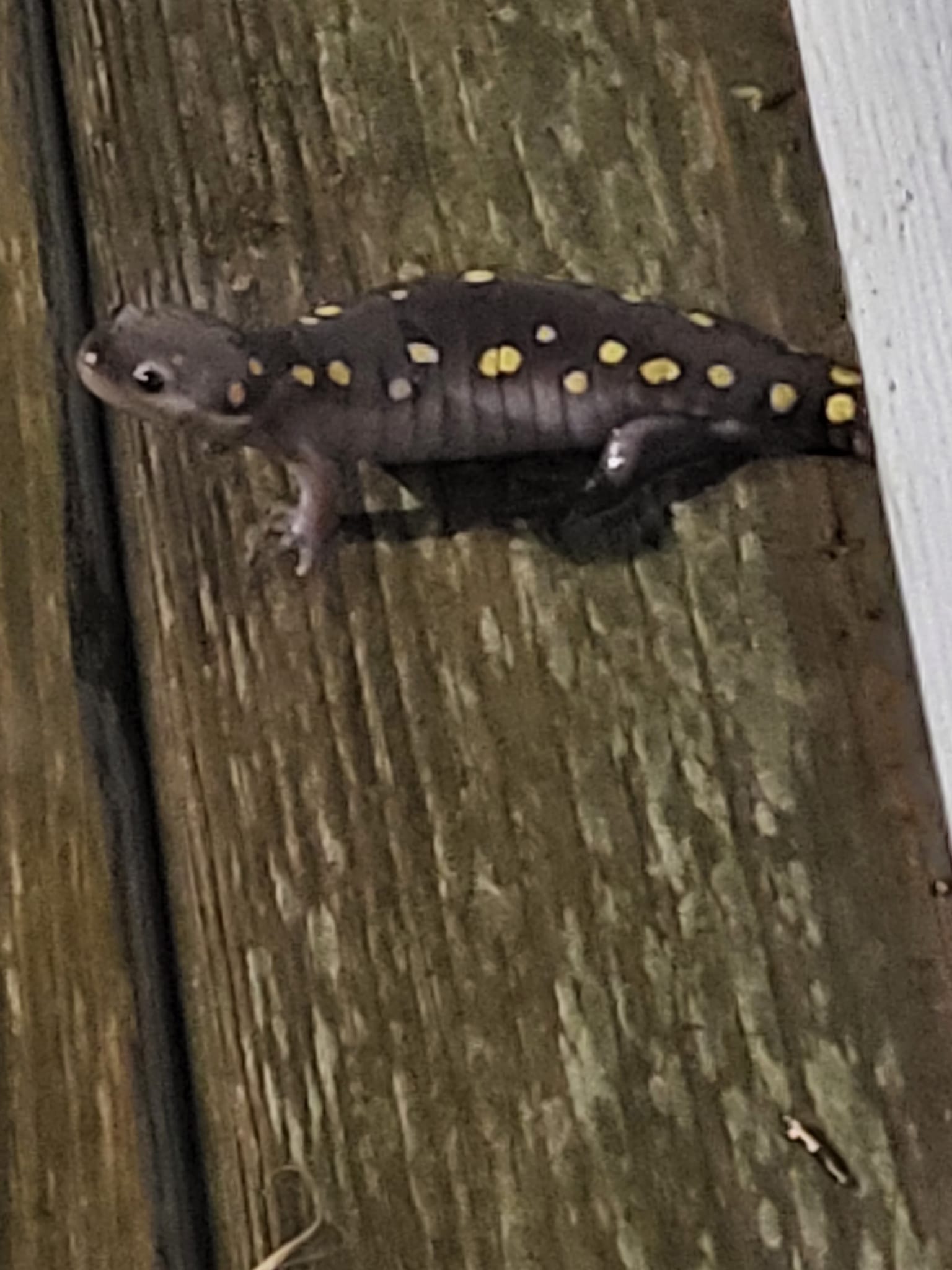 Spring Sighting – Spotted Salamander