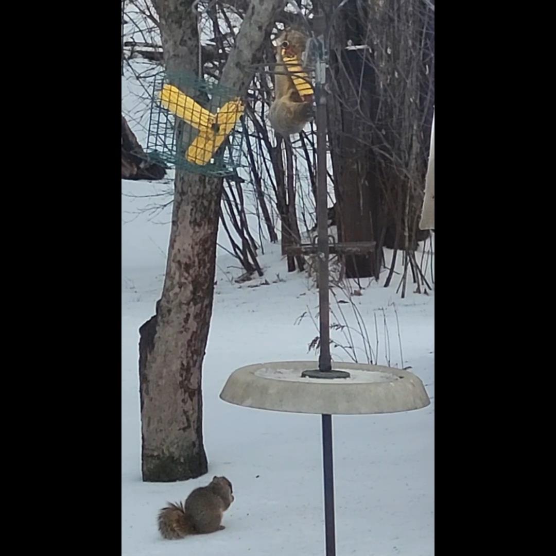 Squirrel Bungee Feeder in Action