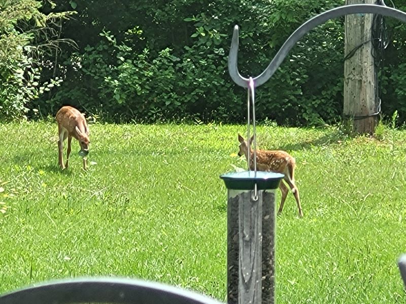Deer & Turkeys visit