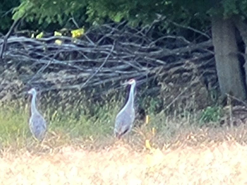 Sandhill Cranes — Michigan Backyard Journal