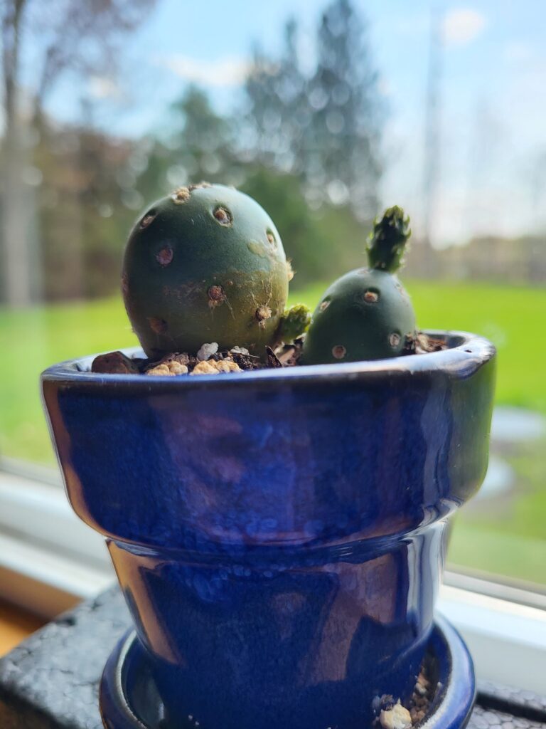New Growth