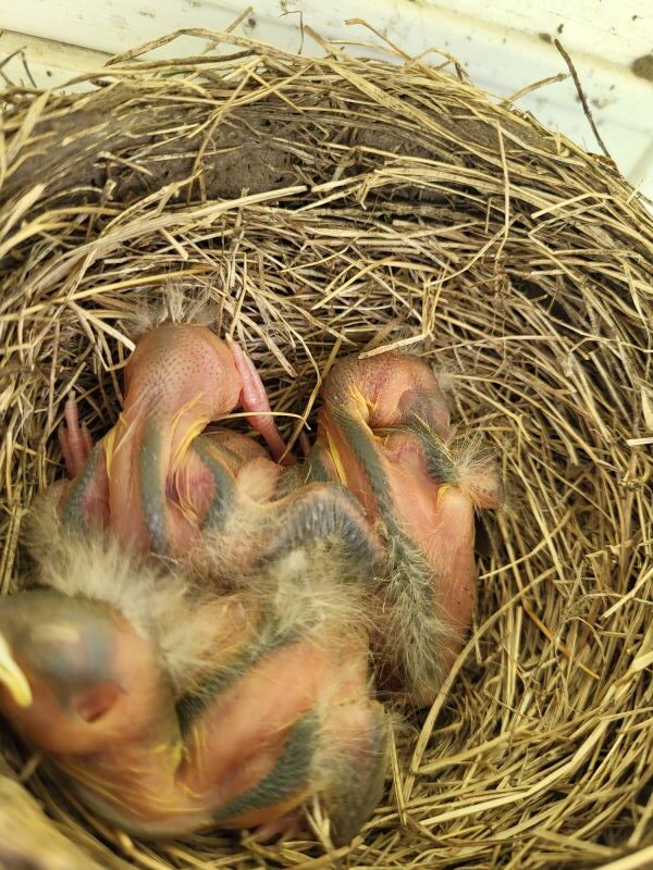American Robin Nest – First glimpse of the hatchlings!