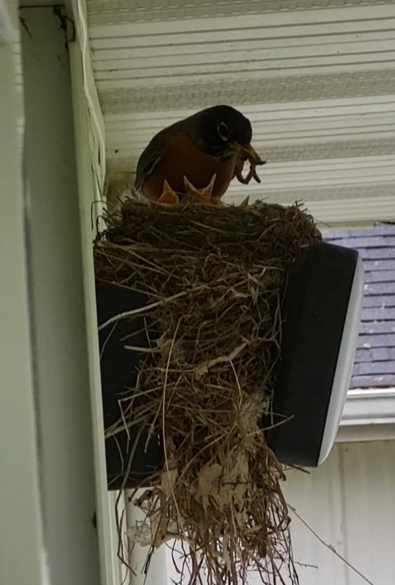 American Robins Feeding Hatchlings — Michigan Backyard Journal