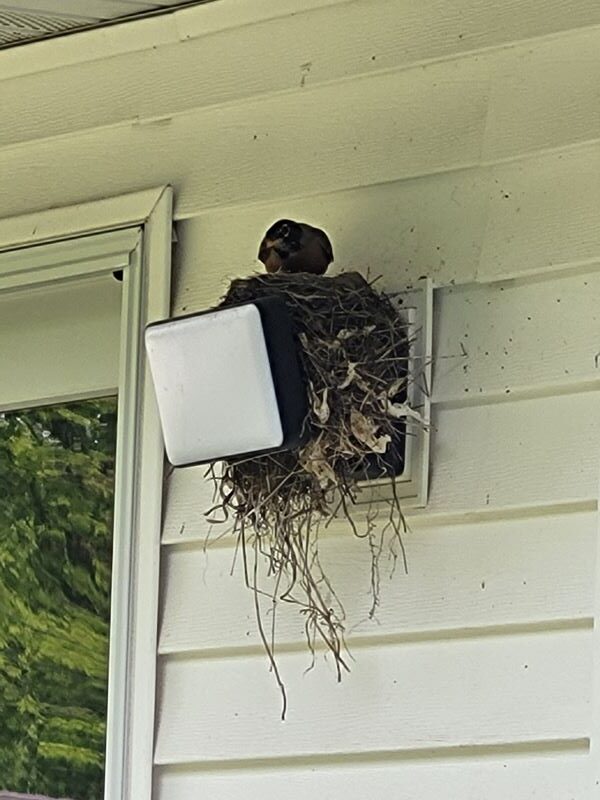 Robin Nest Update – Starling Raid & More