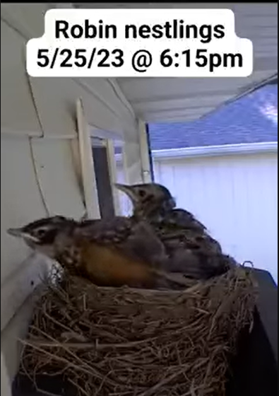 Robins stretching in the nest!