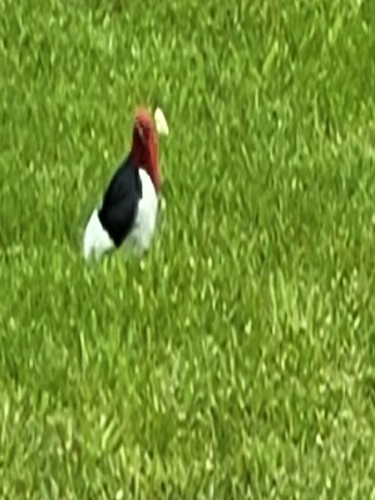 Red Headed Woodpecker Visits the Yard