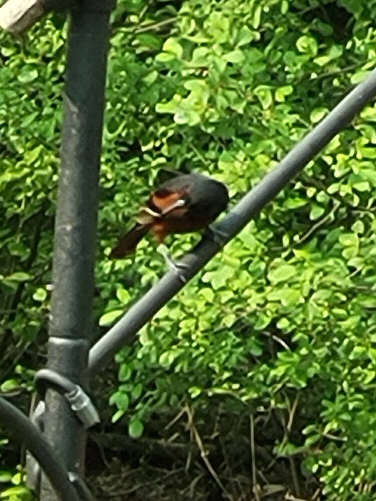 Orchard Oriole visits the backyard!