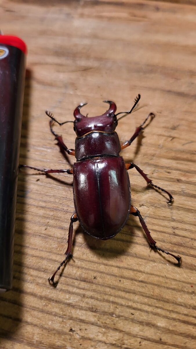A Strange Beetle!