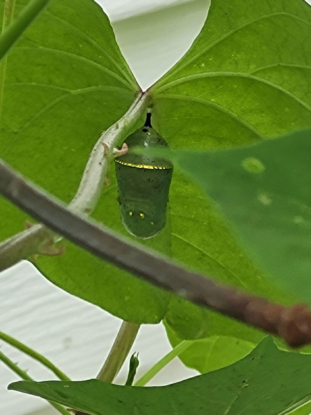 Monarch Caterpillars, Chrysalis & Butterflies!