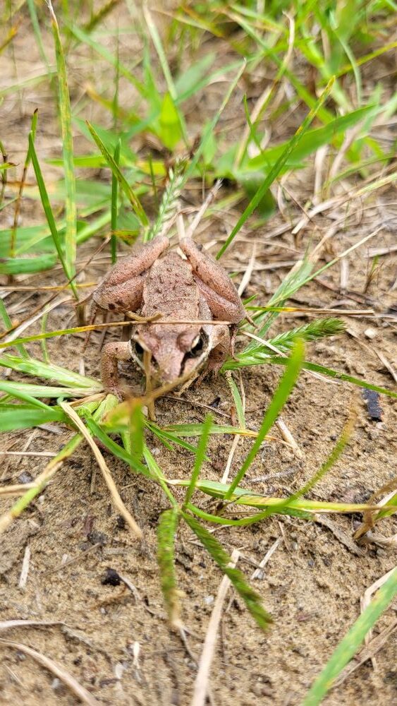 Toads & Wood Frog
