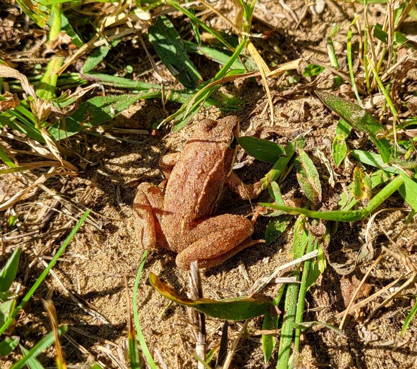 Wood Frog in the sun